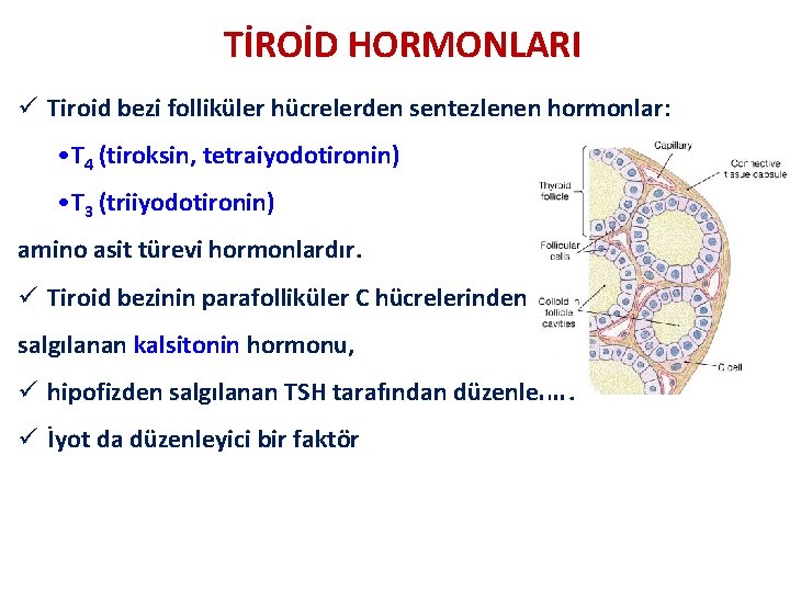 TİROİD HORMONLARI ü Tiroid bezi folliküler hücrelerden sentezlenen hormonlar: • T 4 (tiroksin, tetraiyodotironin)