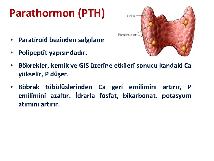 Parathormon (PTH) • Paratiroid bezinden salgılanır • Polipeptit yapısındadır. • Böbrekler, kemik ve GIS