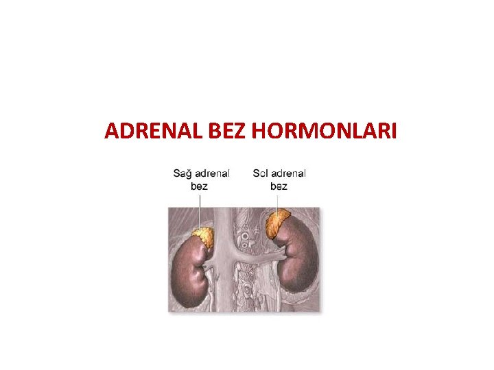 ADRENAL BEZ HORMONLARI 