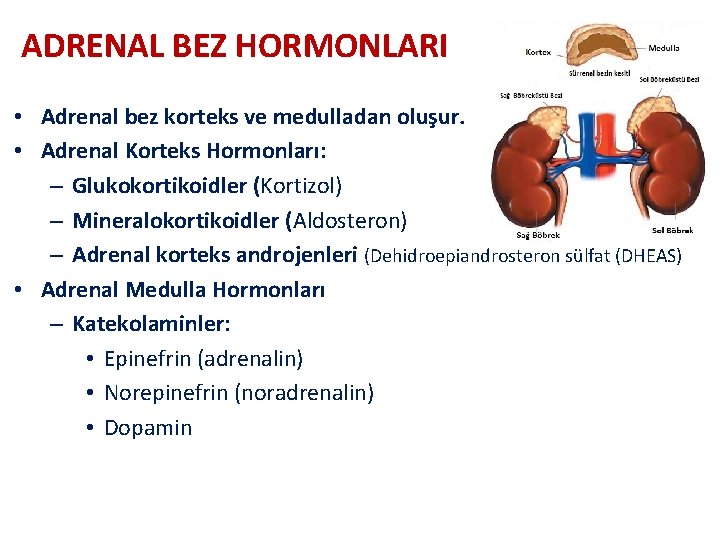 ADRENAL BEZ HORMONLARI • Adrenal bez korteks ve medulladan oluşur. • Adrenal Korteks Hormonları: