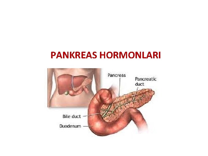 PANKREAS HORMONLARI 