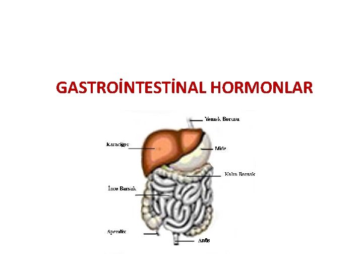 GASTROİNTESTİNAL HORMONLAR 