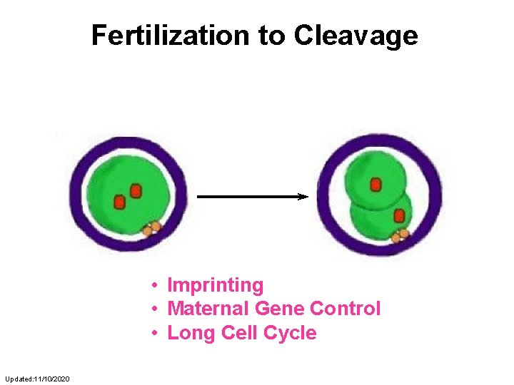 Fertilization to Cleavage • Imprinting • Maternal Gene Control • Long Cell Cycle Updated: