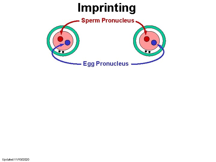 Imprinting Sperm Pronucleus Egg Pronucleus Updated: 11/10/2020 