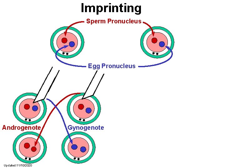 Imprinting Sperm Pronucleus Egg Pronucleus Androgenote Updated: 11/10/2020 Gynogenote 