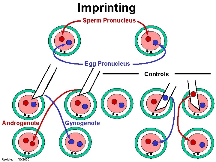 Imprinting Sperm Pronucleus Egg Pronucleus Controls Androgenote Updated: 11/10/2020 Gynogenote 