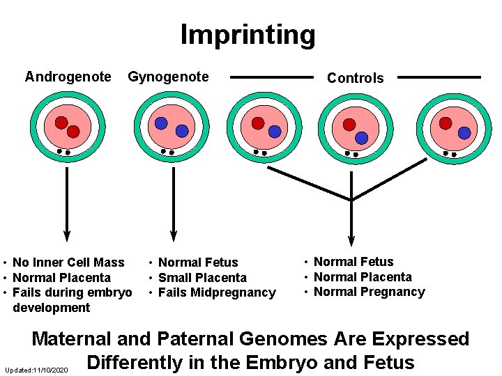 Imprinting Androgenote Gynogenote • No Inner Cell Mass • Normal Placenta • Fails during