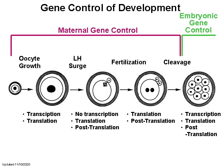 Gene Control of Development Embryonic Gene Control Maternal Gene Control Oocyte Growth • Transciption