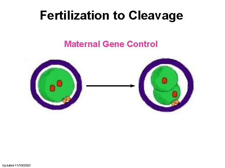 Fertilization to Cleavage Maternal Gene Control Updated: 11/10/2020 