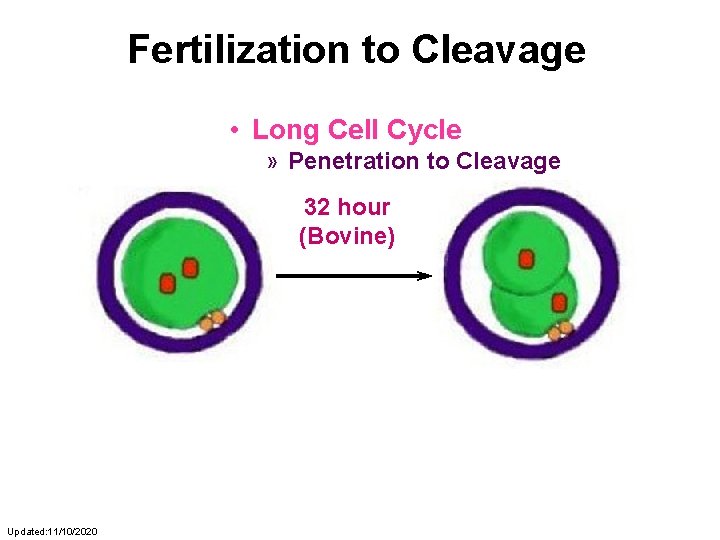 Fertilization to Cleavage • Long Cell Cycle » Penetration to Cleavage 32 hour (Bovine)