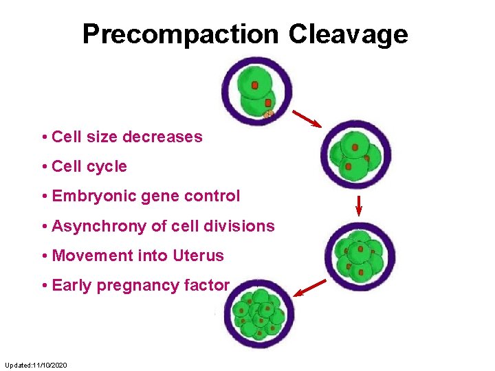 Precompaction Cleavage • Cell size decreases • Cell cycle • Embryonic gene control •