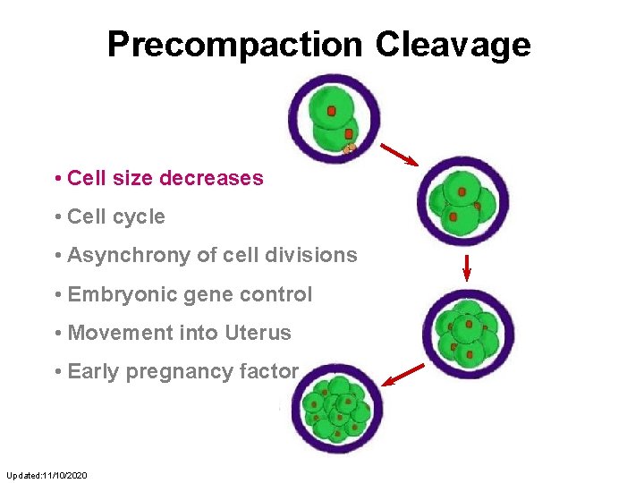 Precompaction Cleavage • Cell size decreases • Cell cycle • Asynchrony of cell divisions