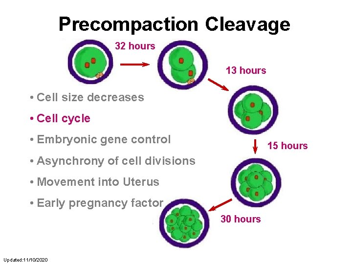 Precompaction Cleavage 32 hours 13 hours • Cell size decreases • Cell cycle •