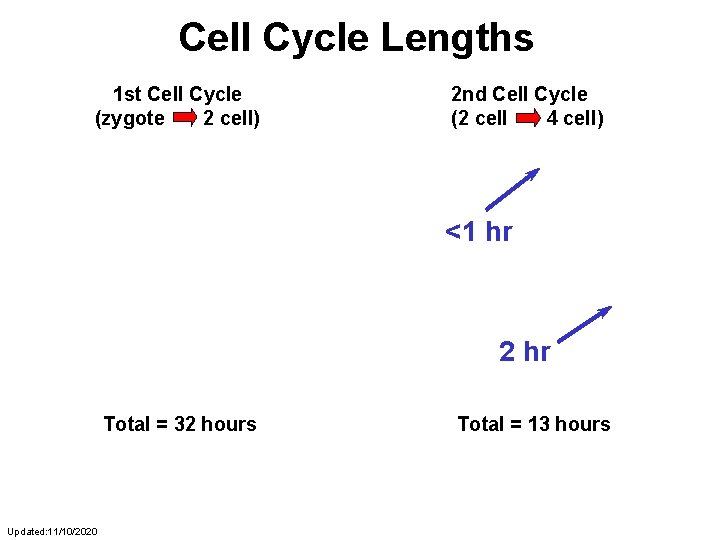 Cell Cycle Lengths 1 st Cell Cycle (zygote 2 cell) 8 hr 16 hr