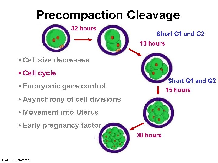 Precompaction Cleavage 32 hours Short G 1 and G 2 13 hours • Cell