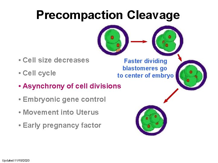 Precompaction Cleavage • Cell size decreases • Cell cycle Faster dividing blastomeres go to