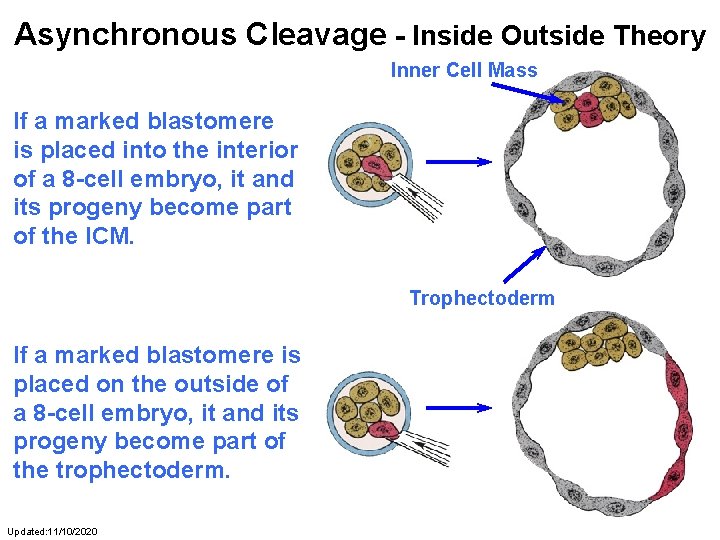 Asynchronous Cleavage - Inside Outside Theory Inner Cell Mass If a marked blastomere is