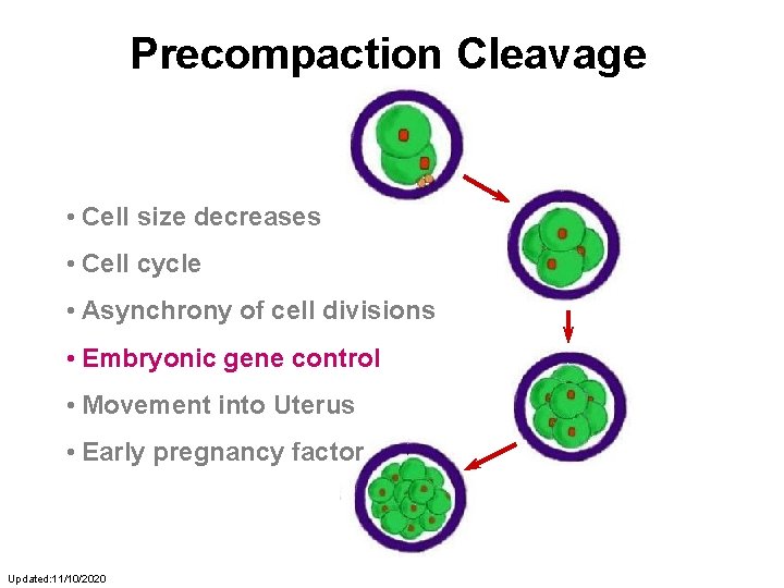 Precompaction Cleavage • Cell size decreases • Cell cycle • Asynchrony of cell divisions