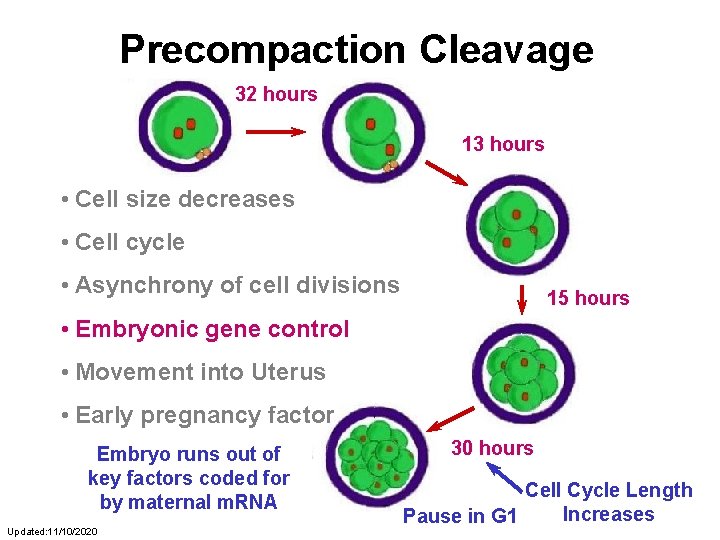 Precompaction Cleavage 32 hours 13 hours • Cell size decreases • Cell cycle •