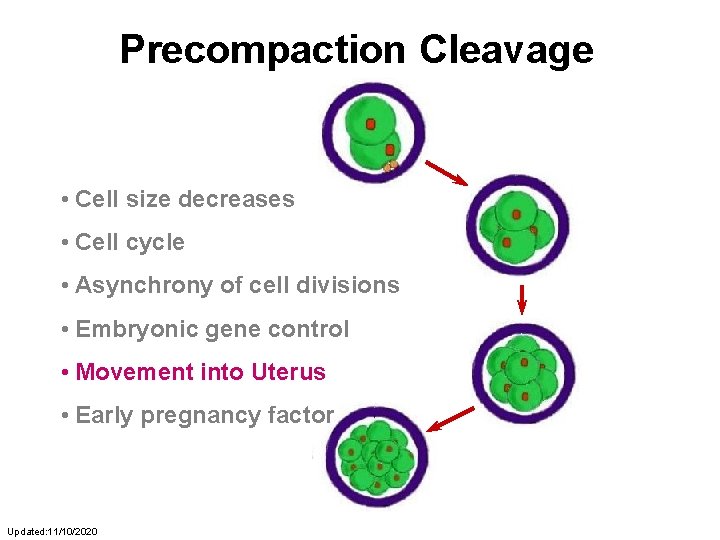 Precompaction Cleavage • Cell size decreases • Cell cycle • Asynchrony of cell divisions