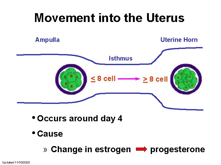 Movement into the Uterus Ampulla Uterine Horn Isthmus < 8 cell > 8 cell