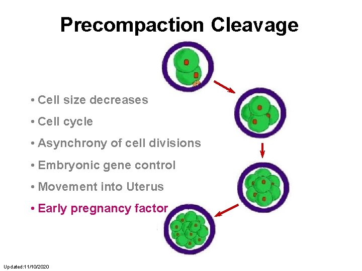 Precompaction Cleavage • Cell size decreases • Cell cycle • Asynchrony of cell divisions