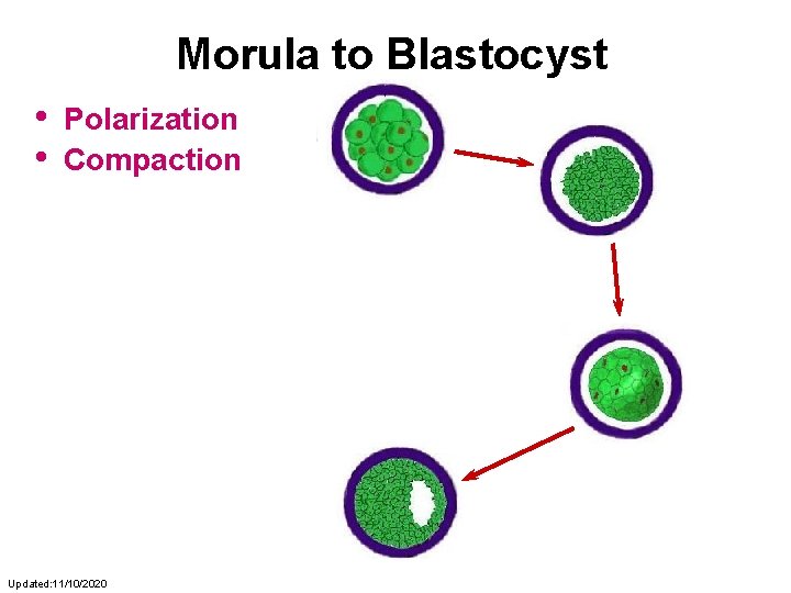 Morula to Blastocyst • • Polarization Compaction Updated: 11/10/2020 