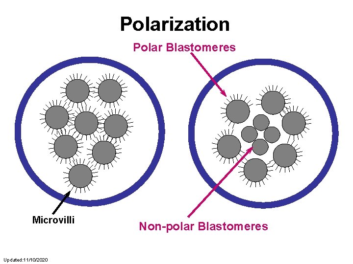 Polarization Polar Blastomeres Microvilli Updated: 11/10/2020 Non-polar Blastomeres 