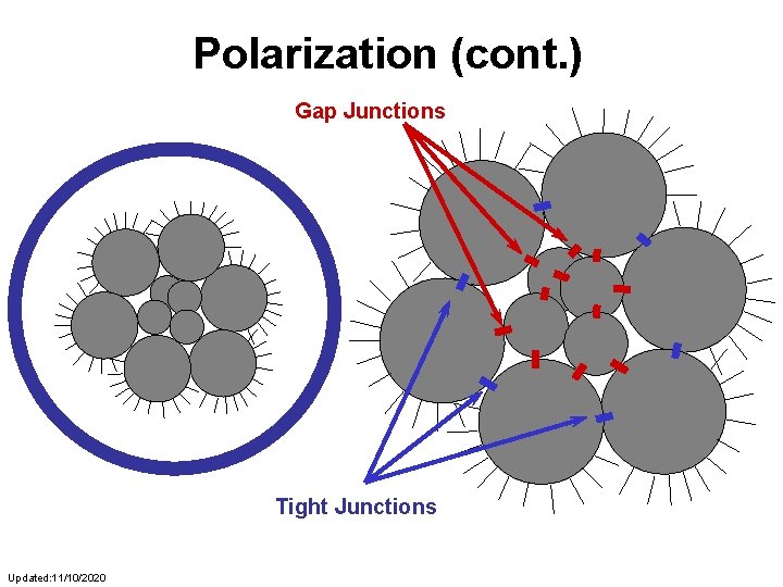 Polarization (cont. ) Gap Junctions Tight Junctions Updated: 11/10/2020 