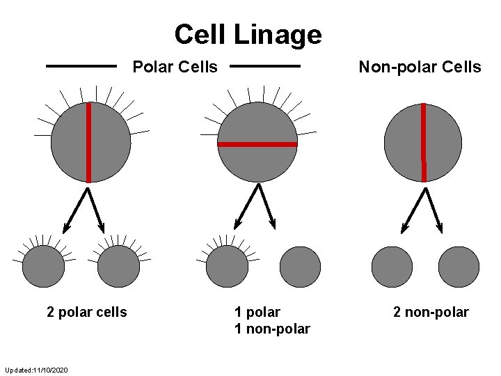 Cell Linage Polar Cells 2 polar cells Updated: 11/10/2020 Non-polar Cells 1 polar 1