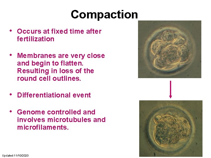 Compaction • Occurs at fixed time after fertilization • Membranes are very close and