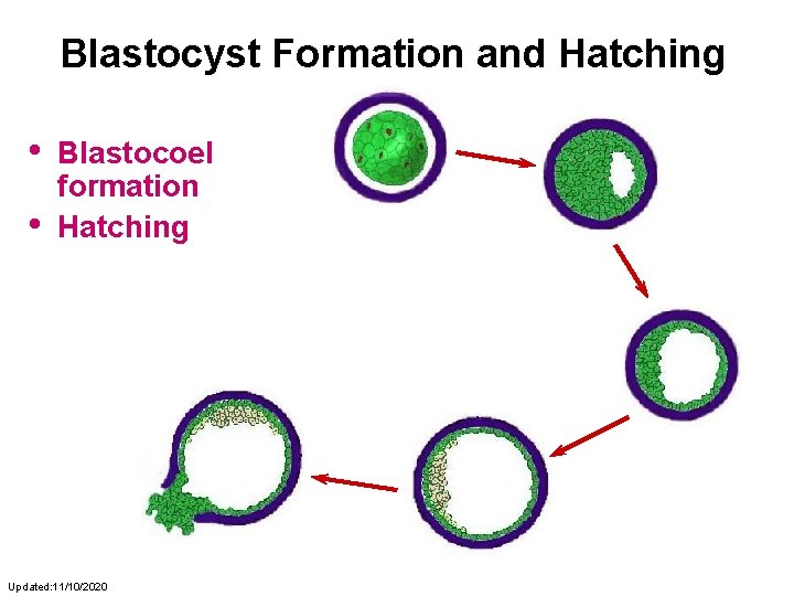 Blastocyst Formation and Hatching • • Blastocoel formation Hatching Updated: 11/10/2020 