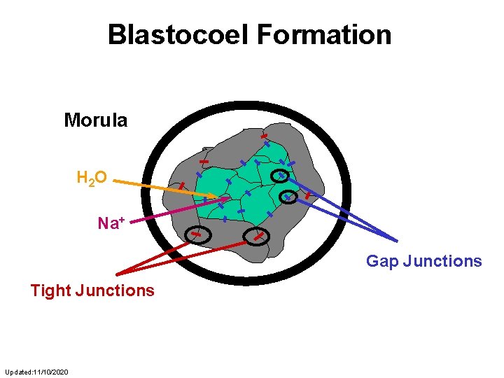 Blastocoel Formation Morula H 2 O Na+ Gap Junctions Tight Junctions Updated: 11/10/2020 