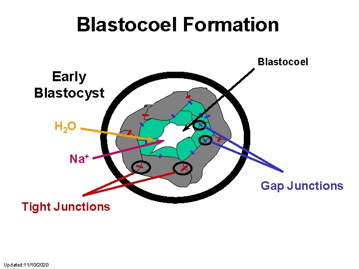Blastocoel Formation Blastocoel Early Morula Blastocyst H 2 O Na+ Gap Junctions Tight Junctions