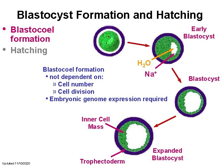 Blastocyst Formation and Hatching • • Blastocoel formation Hatching Early Blastocyst H 2 O