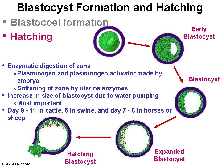 Blastocyst Formation and Hatching • • • Blastocoel formation Hatching Early Blastocyst Enzymatic digestion