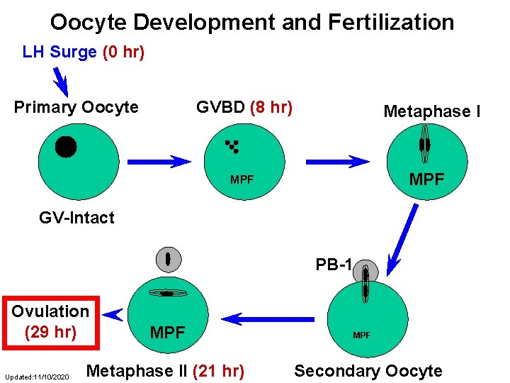 Oocyte Development and Fertilization LH Surge (0 hr) Primary Oocyte GVBD (8 hr) Metaphase