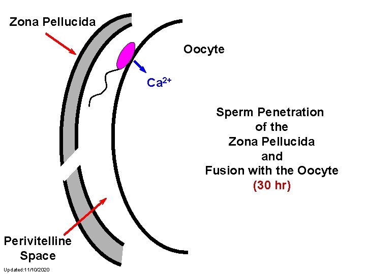 Zona Pellucida Oocyte Ca 2+ Sperm Penetration of the Zona Pellucida and Fusion with