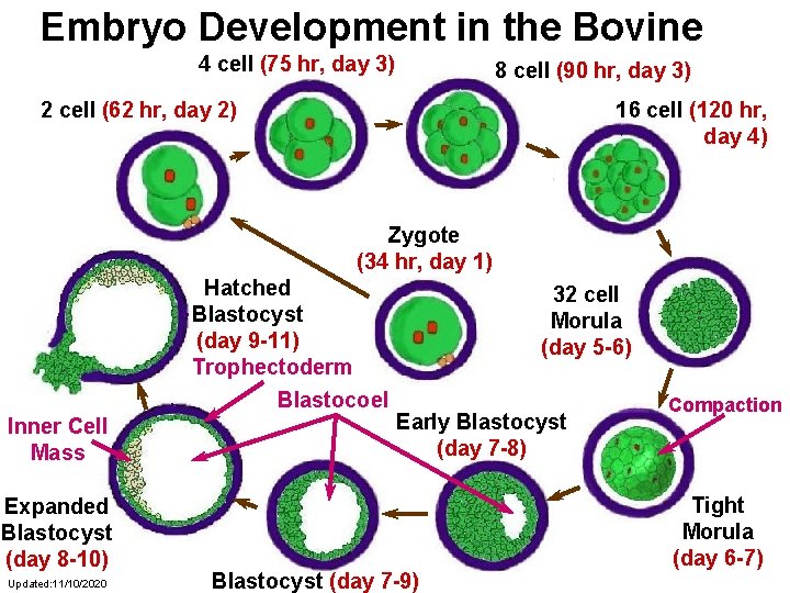 Embryo Development in the Bovine 4 cell (75 hr, day 3) 8 cell (90