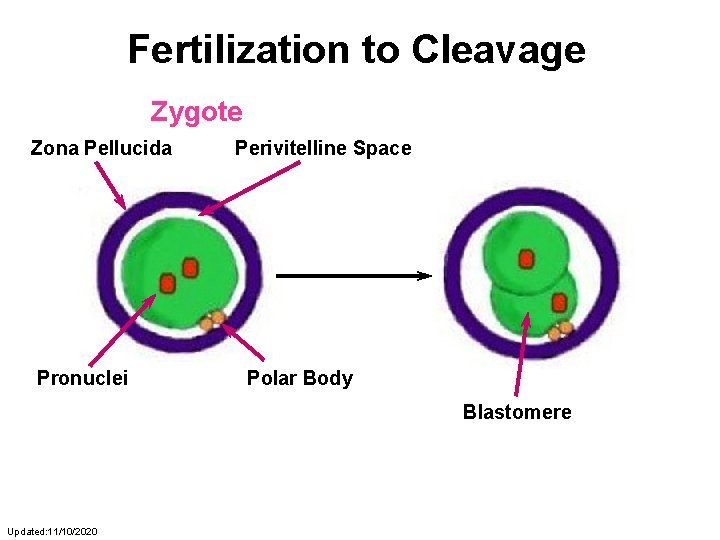 Fertilization to Cleavage Zygote Zona Pellucida Pronuclei Perivitelline Space Polar Body Blastomere Updated: 11/10/2020