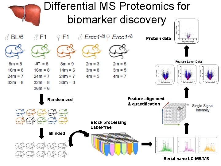 Differential MS Proteomics for biomarker discovery Protein data 8 m Feature alignment & quantification