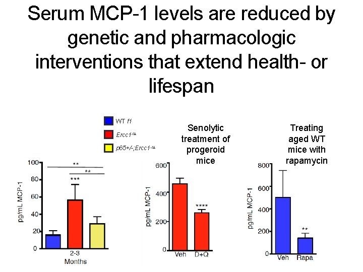 Serum MCP-1 levels are reduced by genetic and pharmacologic interventions that extend health- or