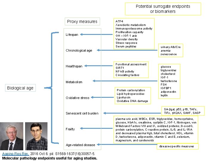 Potential surrogate endpoints or biomarkers Proxy measures Lifespan ATF 4 Xenobiotic metabolism Immunoproteosome activity
