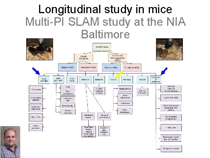 Longitudinal study in mice Multi-PI SLAM study at the NIA Baltimore 