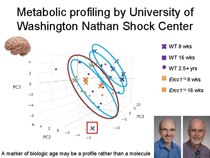 Metabolic profiling by University of Washington Nathan Shock Center WT 8 wks WT 16