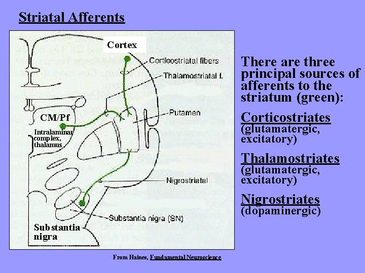 Striatal Afferents Cortex There are three principal sources of afferents to the striatum (green):
