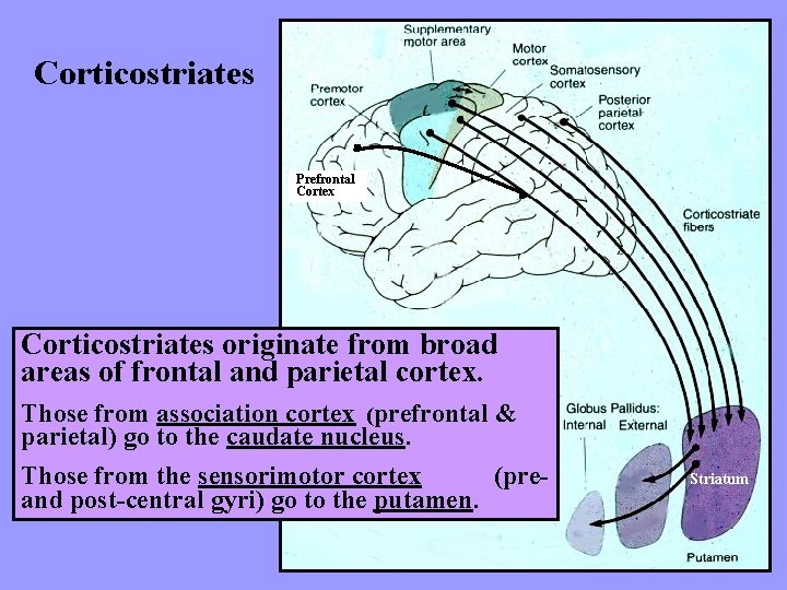 Corticostriates Prefrontal Cortex Corticostriates originate from broad areas of frontal and parietal cortex. Those