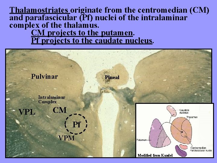 Thalamostriates originate from the centromedian (CM) and parafascicular (Pf) nuclei of the intralaminar complex