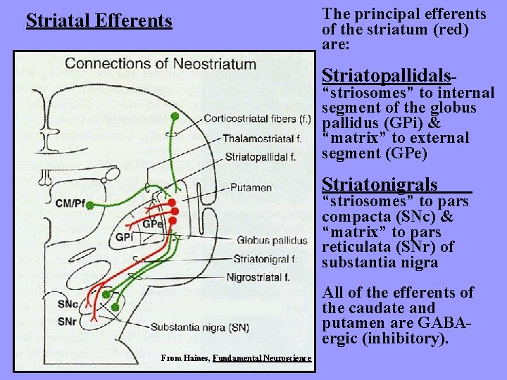 Striatal Efferents The principal efferents of the striatum (red) are: Striatopallidals- “striosomes” to internal