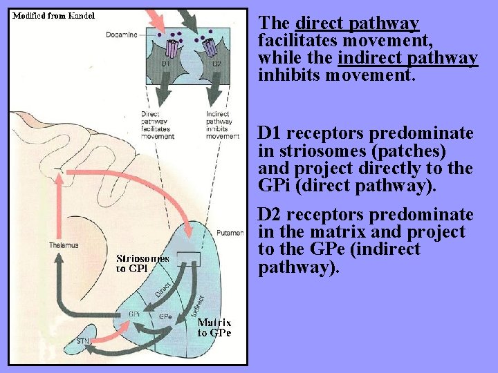 The direct pathway facilitates movement, while the indirect pathway inhibits movement. D 1 receptors